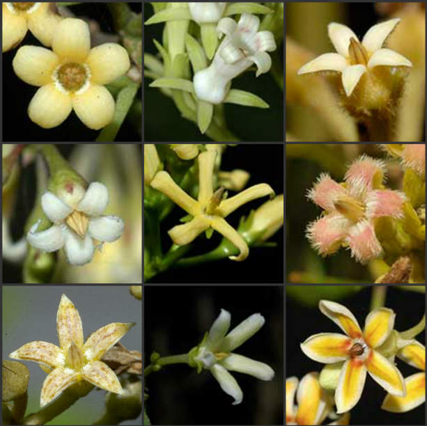A selection of Silkpod flowers 