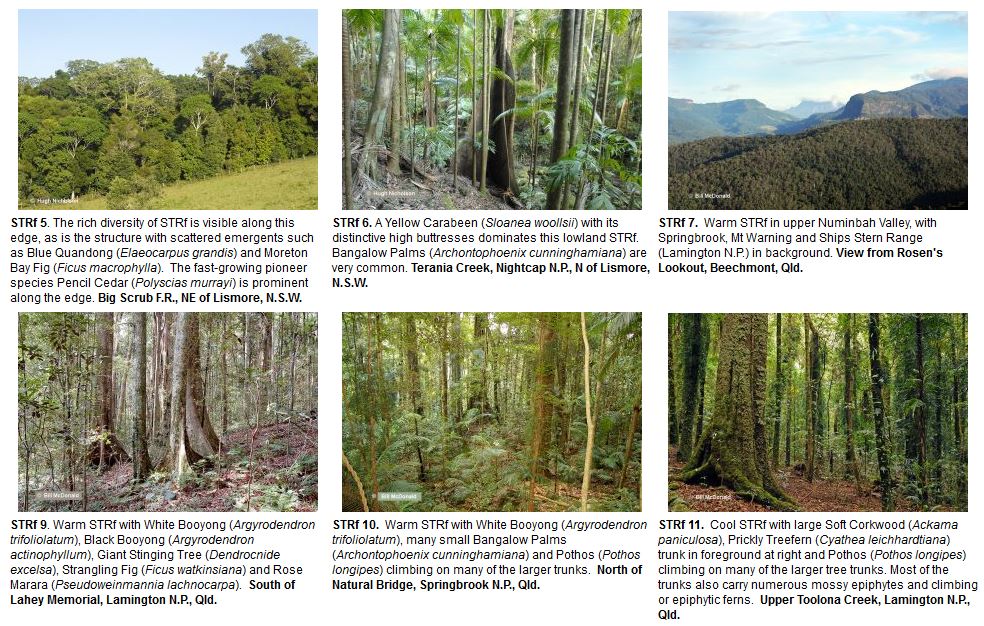 Examples of subtropical rainforest